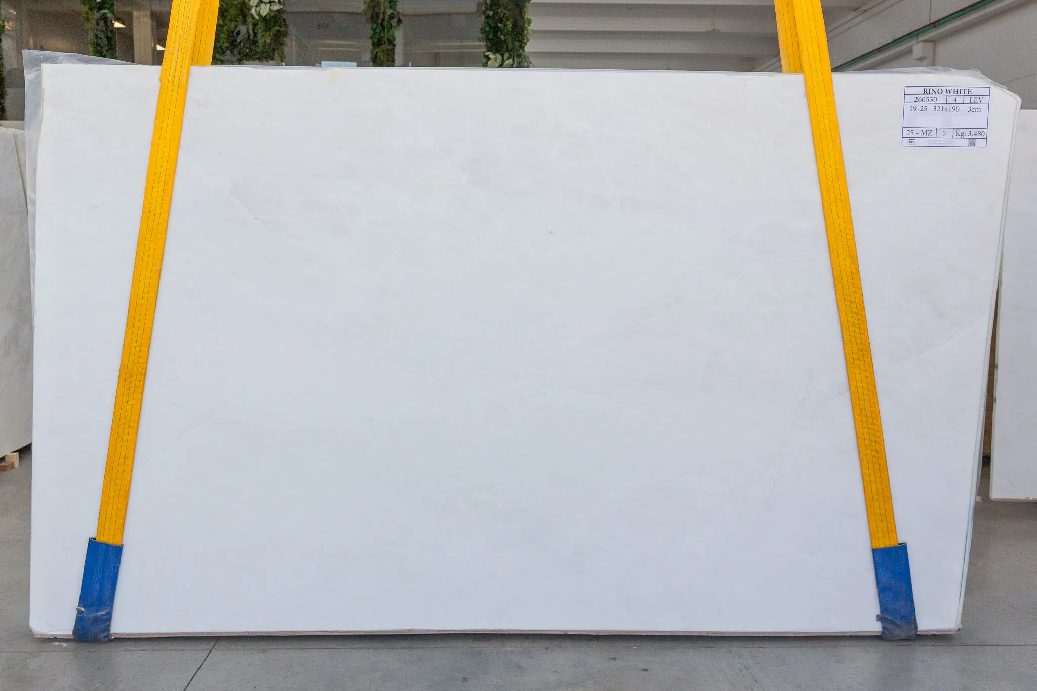 Rino White (260530)
